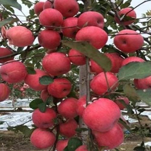 Bộ 2 Túi Hạt Giống Táo Mỹ Đỏ. Loại Dễ Trồng.  Mỗi Túi 5 Hạt