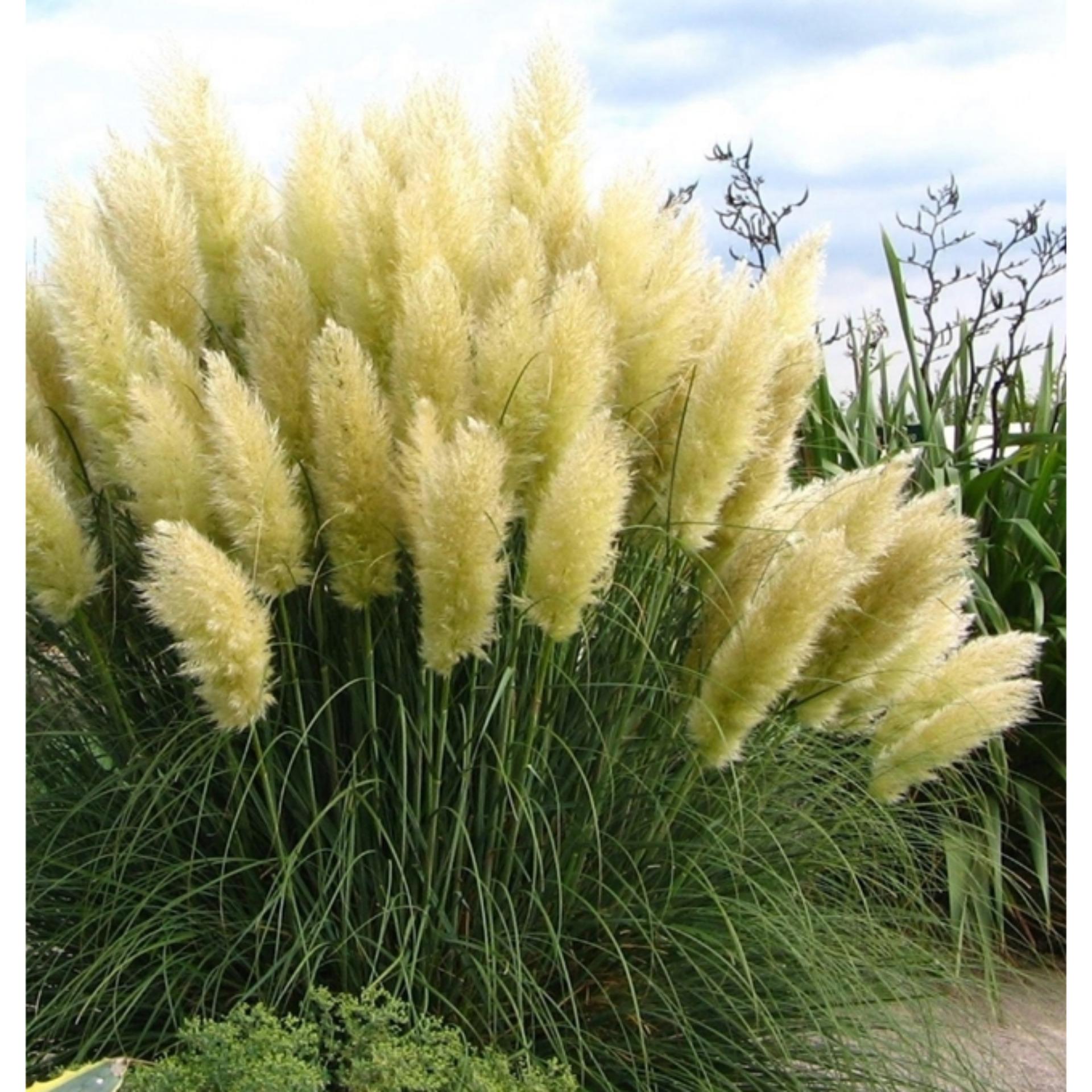 Hạt giống hoa Cỏ Lau Cảnh  