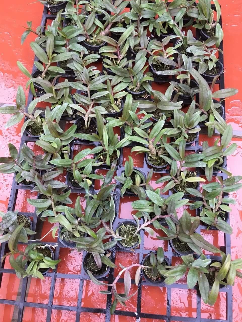 Dã Hạc Taly nù xuân giống