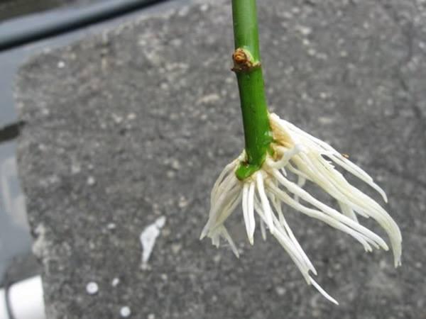 Kích thích ra rễ cực mạnh - Rooting Strong