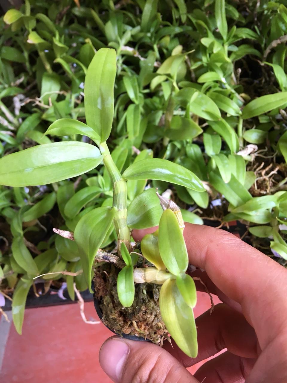 Lan trầm rồng đỏ giống ( Den Nestor)