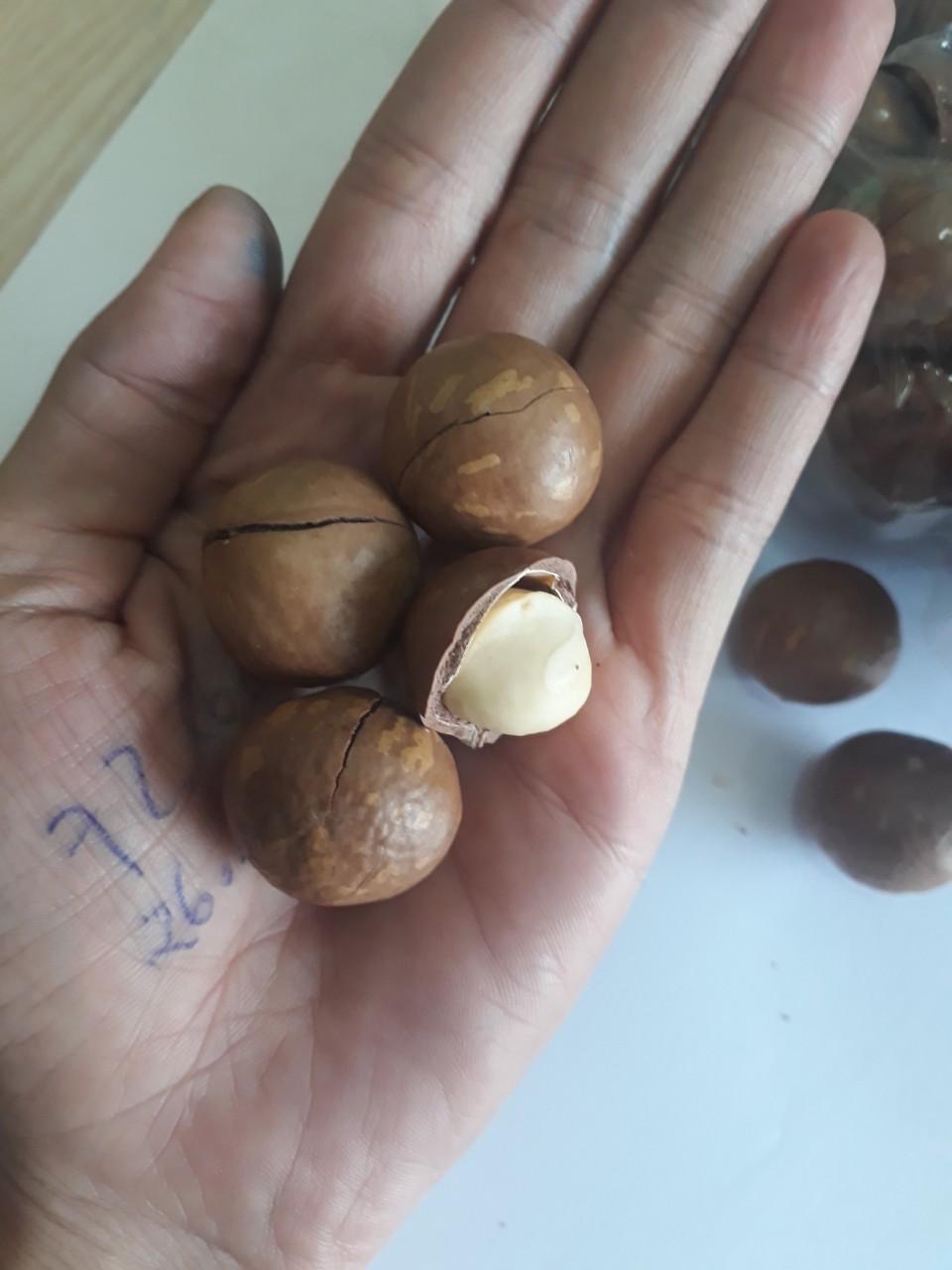 HẠT MACCA TRỒNG TẠI NHÀ 500g