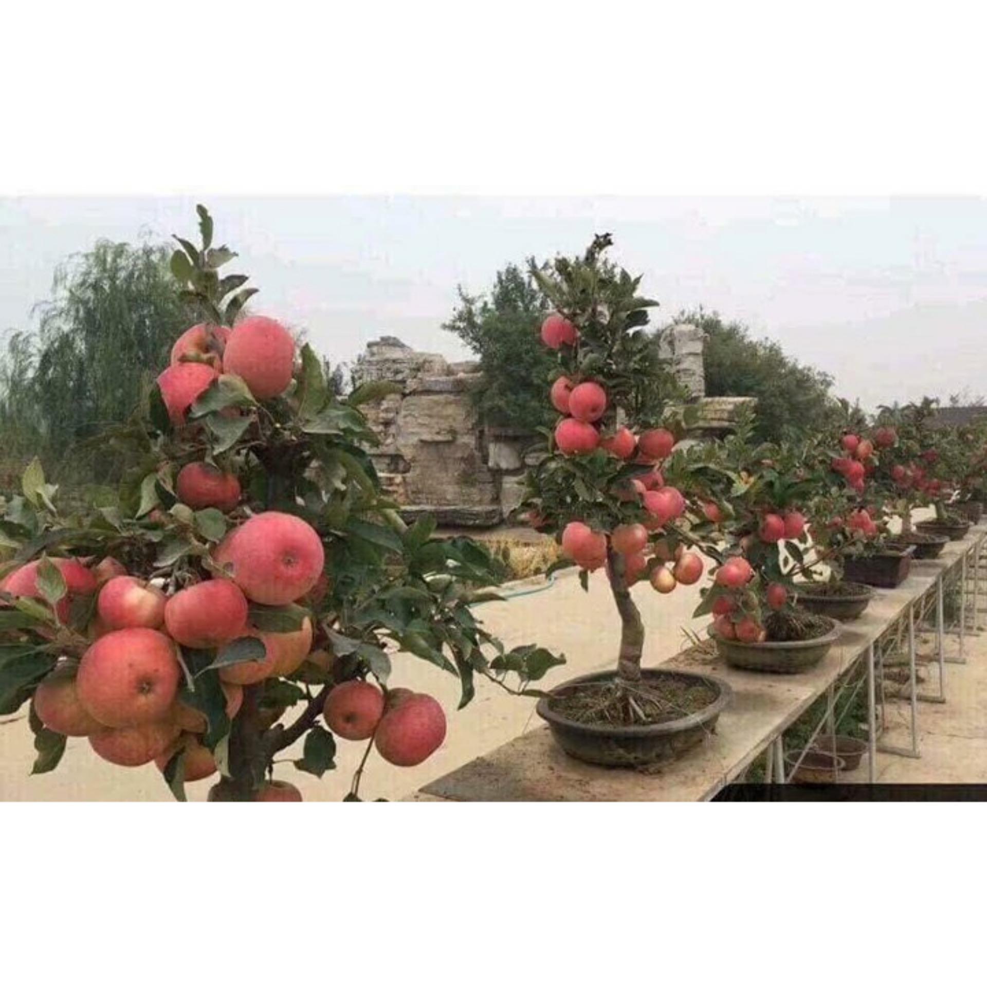 Hạt giống táo đỏ lùn
