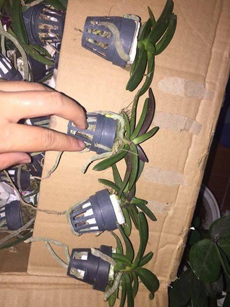 Ngọc điểm bò sữa Giống cốc 2 thân(chậu 2 cây)