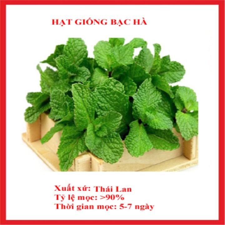 Hg64- Hạt giống bạc hà 100 hạt