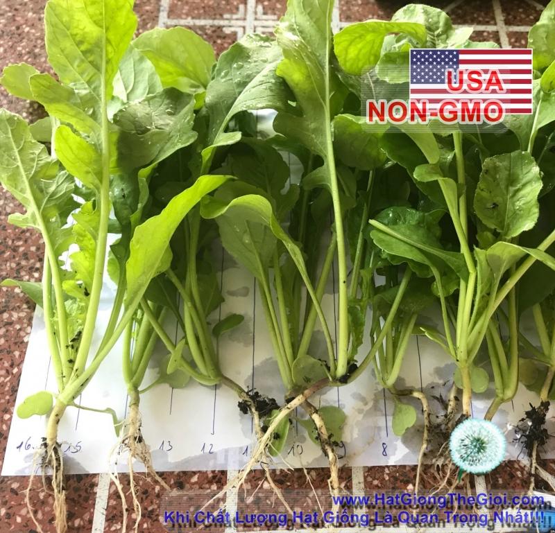 1Gr Hạt Giống Rau Arugula (B1.303| C18*W50*M158)