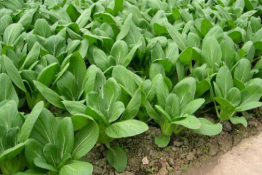 Gói 10g Hạt giống Cải Thìa