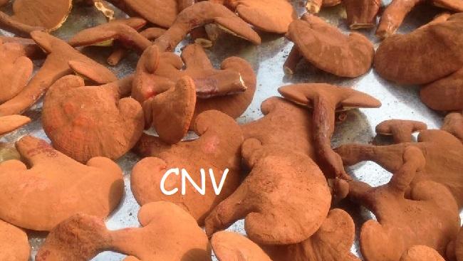 Nấm linh chi đỏ Đà Lạt cao cấp CNV 500g (Hồng chi Việt Nam)