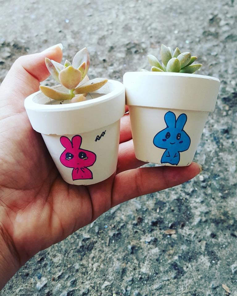 Combo 2 chậu sen đá mini siêu cute