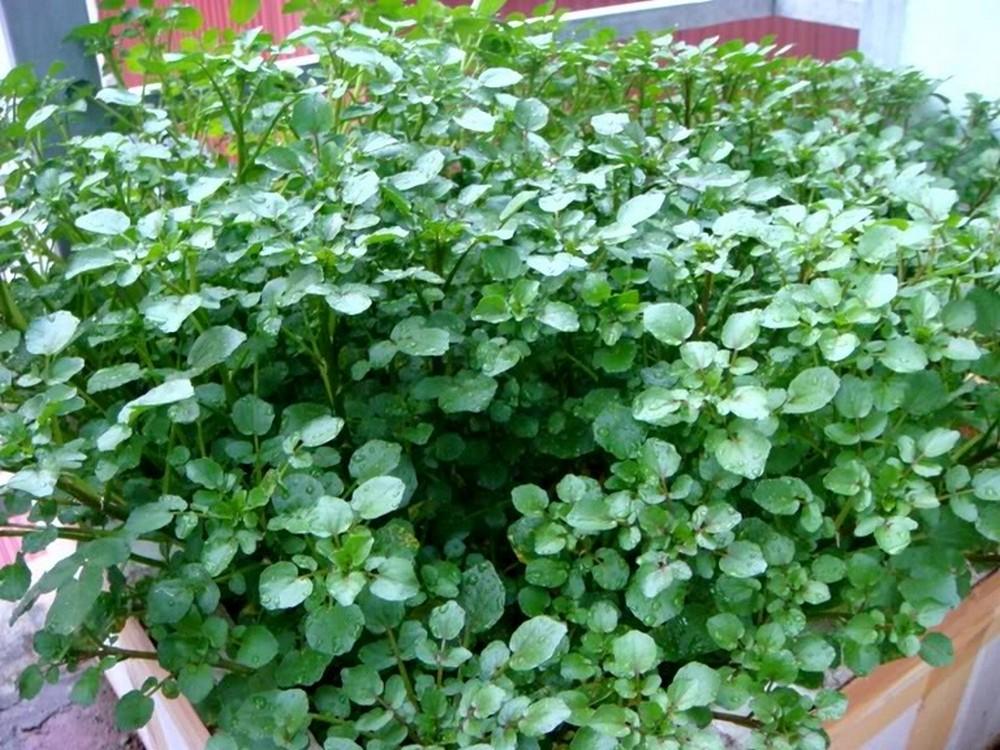 Hạt giống Xà lách Xoong Mỹ (0,1g)