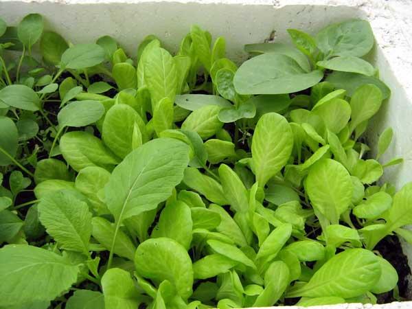 Hạt Giống Rau Cải Ngọt Dễ Trồng Năng Suất Cao Gói 20 Gam
