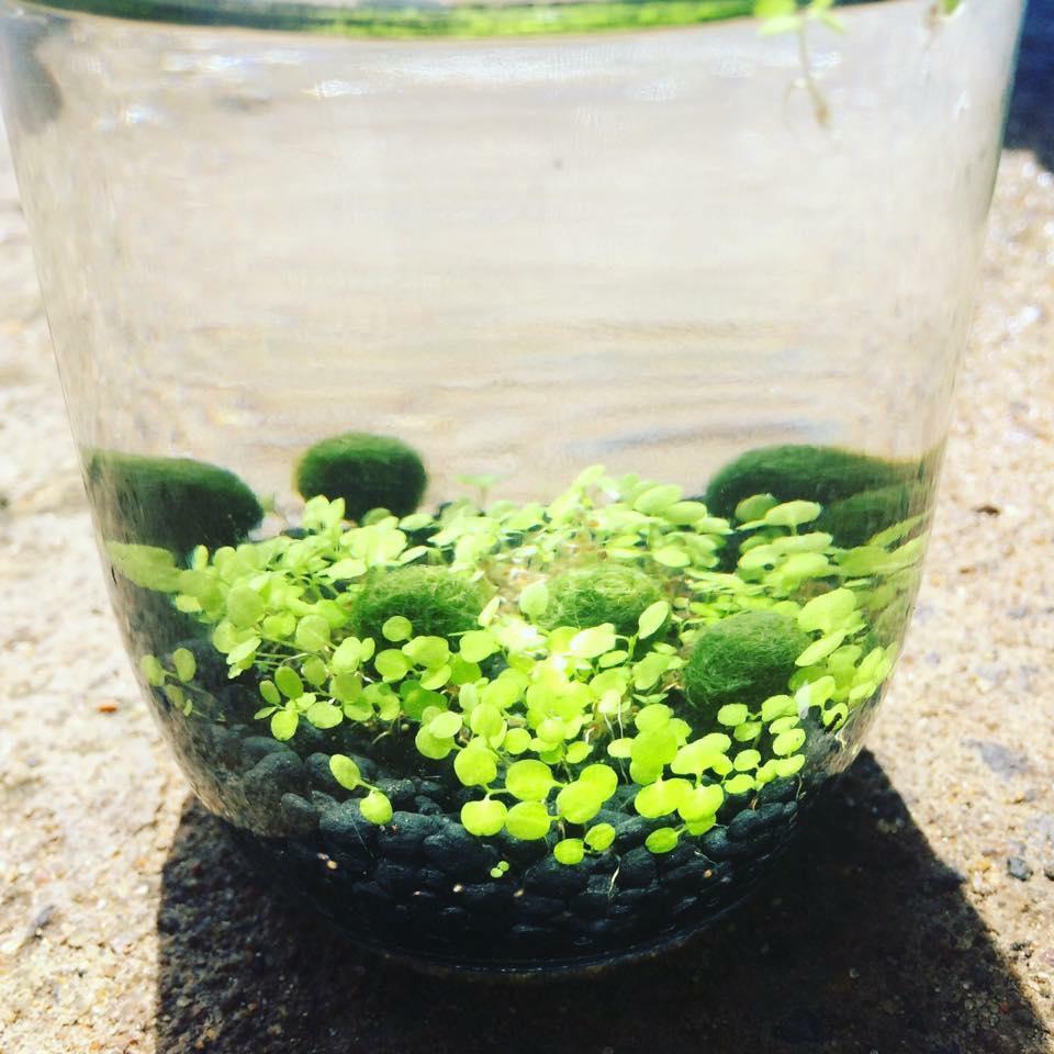 Combo 2 pé Marimo, tảo cầu Nhật Bản giá rẻ