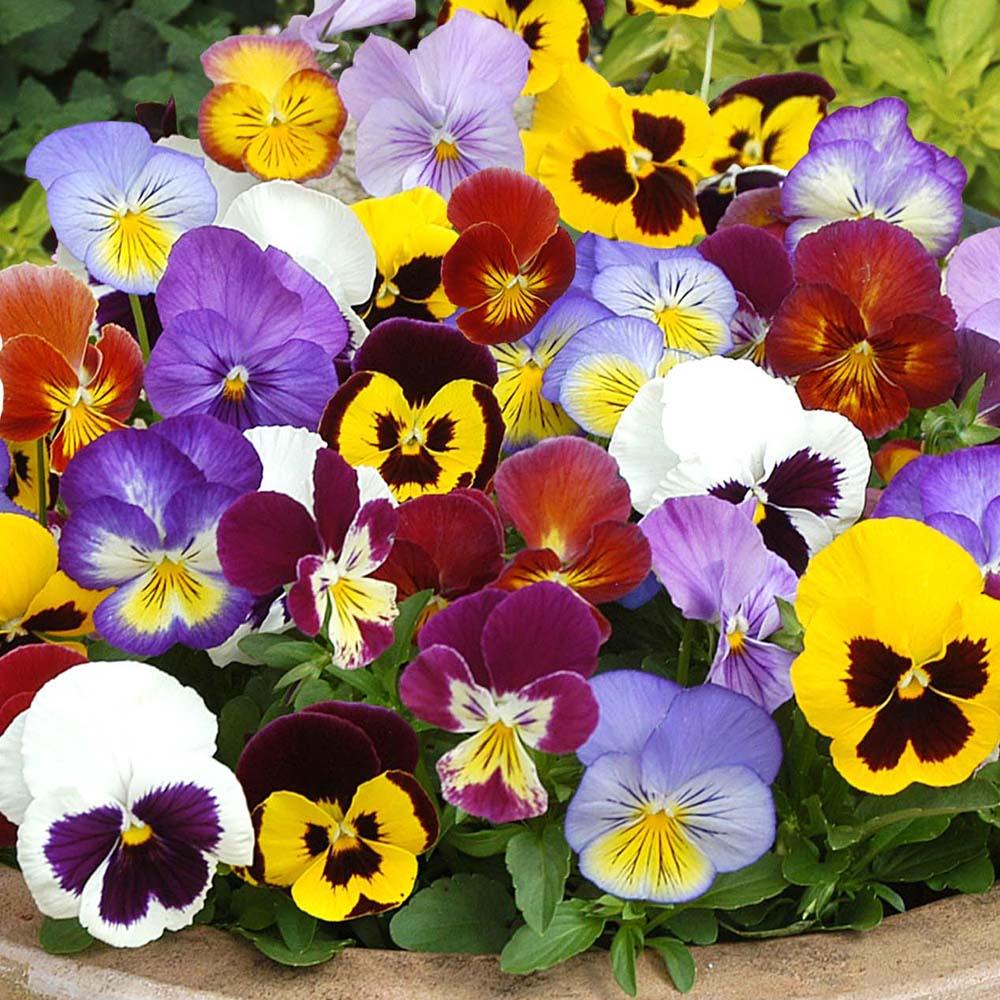 Hạt giống hoa cánh bướm