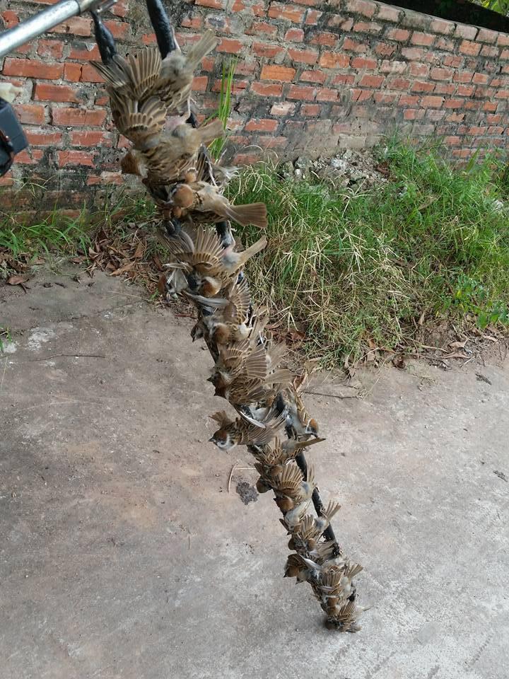 Keo bẫy chim - combo 5 lọ
