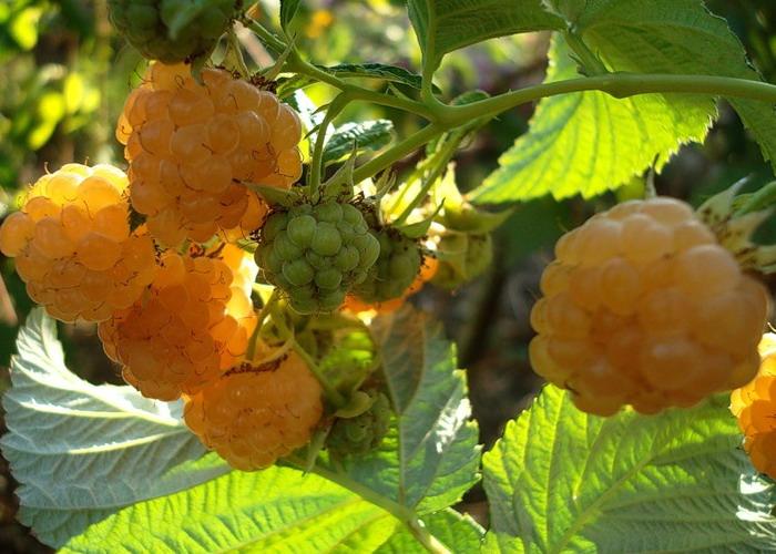 Hạt giống mâm xôi vàng - gói 30 hạt