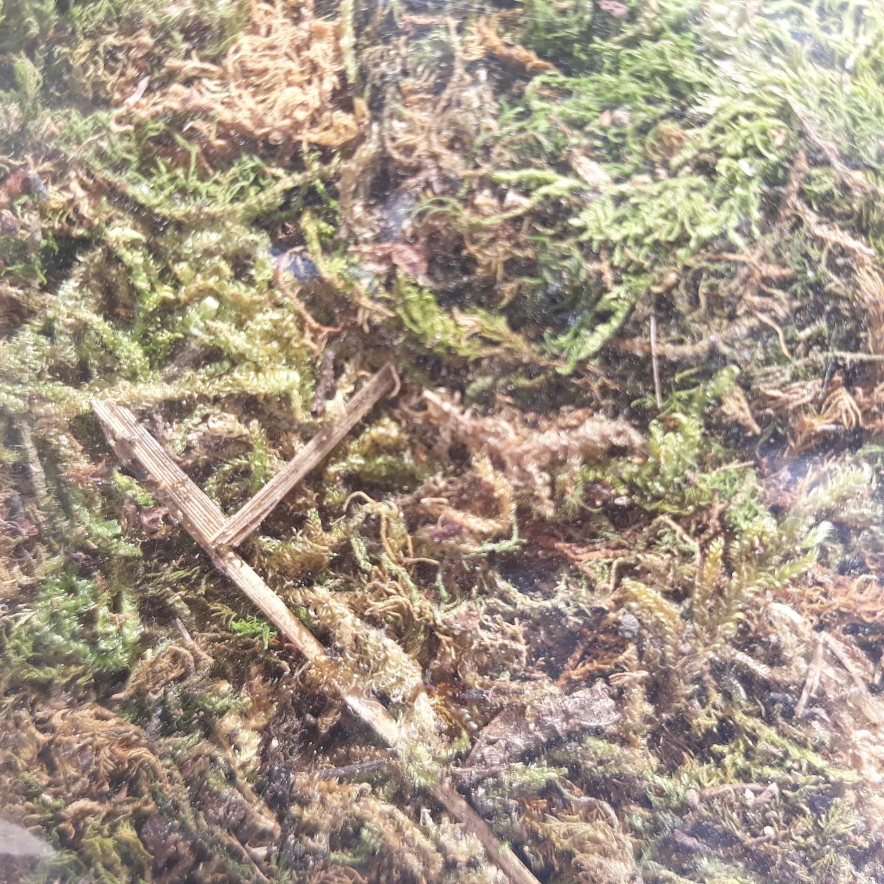 Rêu rừng trồng phong lan (2dm3/túi)