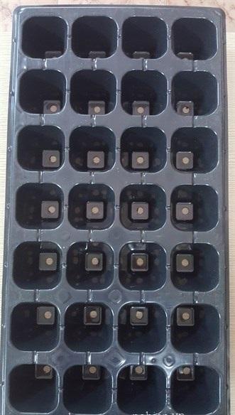 Bộ 5 khay ươm hạt giống 28 lỗ