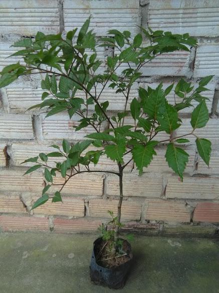 Cây đinh lăng - loại lá to