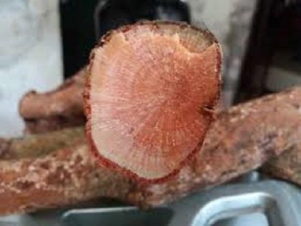 Tầm gửi nghiến rừng khô 1kg