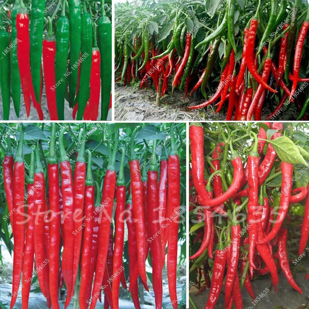 [Lấy mã giảm thêm 30%] Hạt giống Ớt chỉ đậu đũa (Ớt sung dài 30 hạt)