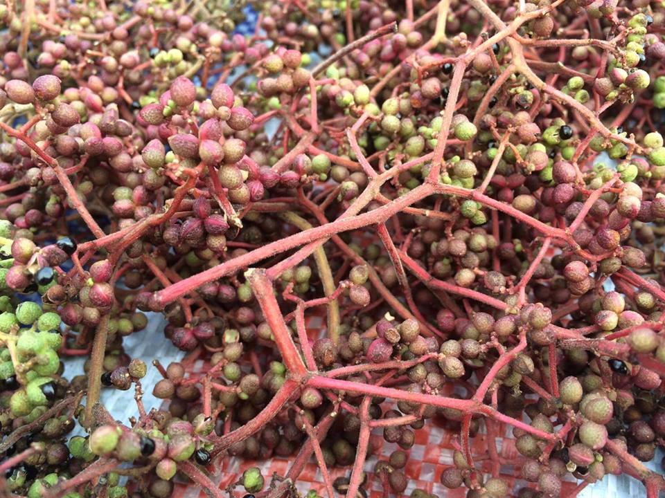 Mắc khén rừng Tây Bắc 500g khô