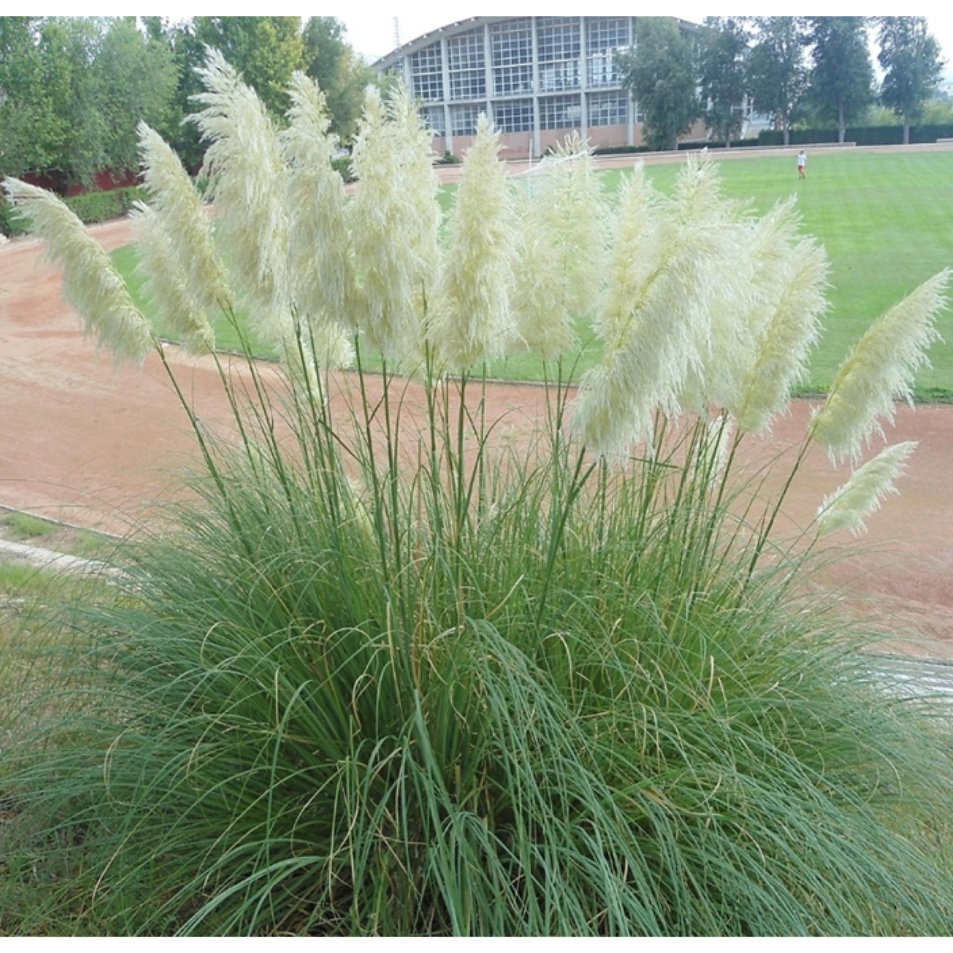 Hạt giống hoa Cỏ Lau Cảnh  