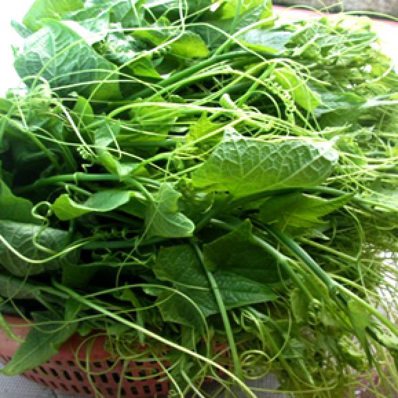 [HCM]Hạt giống Bí ngọn (Siêu đọt ) - PhuNongSeeds