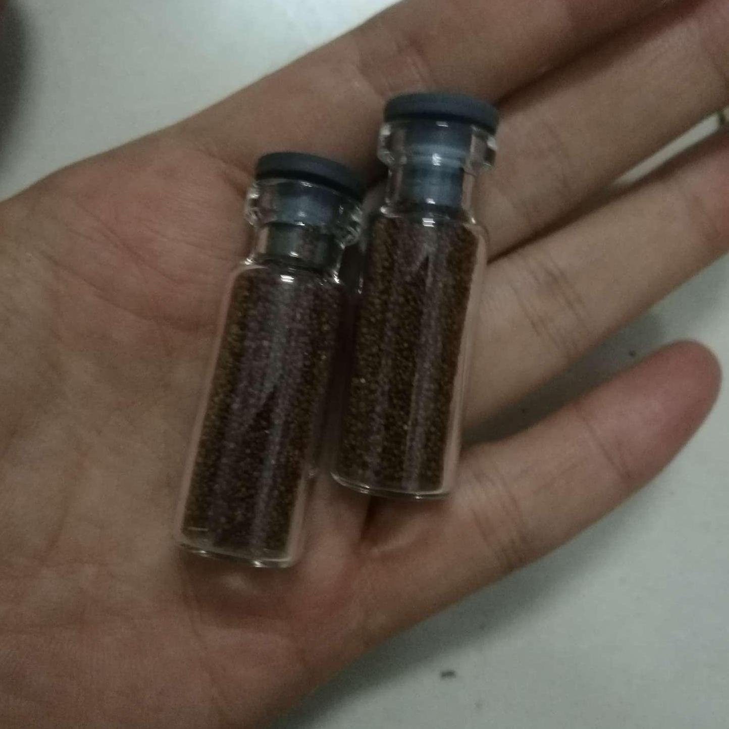 [HCM]Hạt giống trân châu Nhật