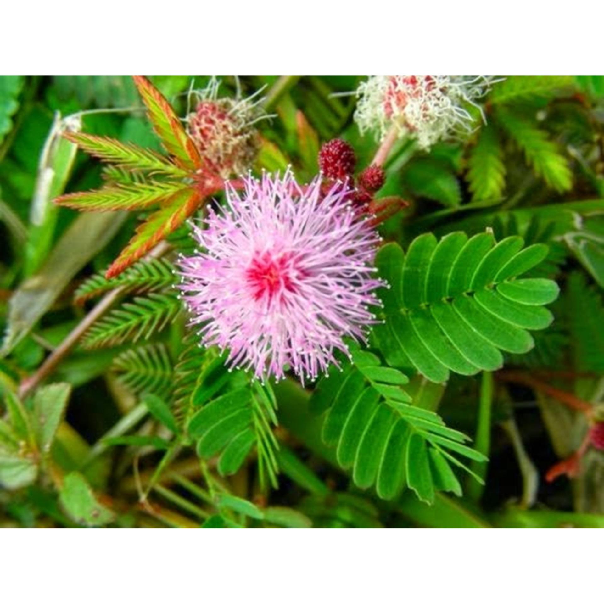Hạt giống hoa Cỏ Trinh Nữ  