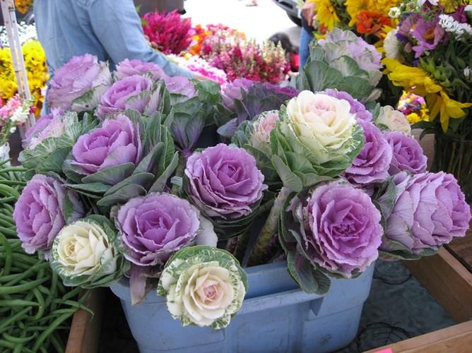 Hạt Giống Hoa Bắp Cải Nhiều Màu Trồng Chậu, Trồng Thảm Quanh Năm