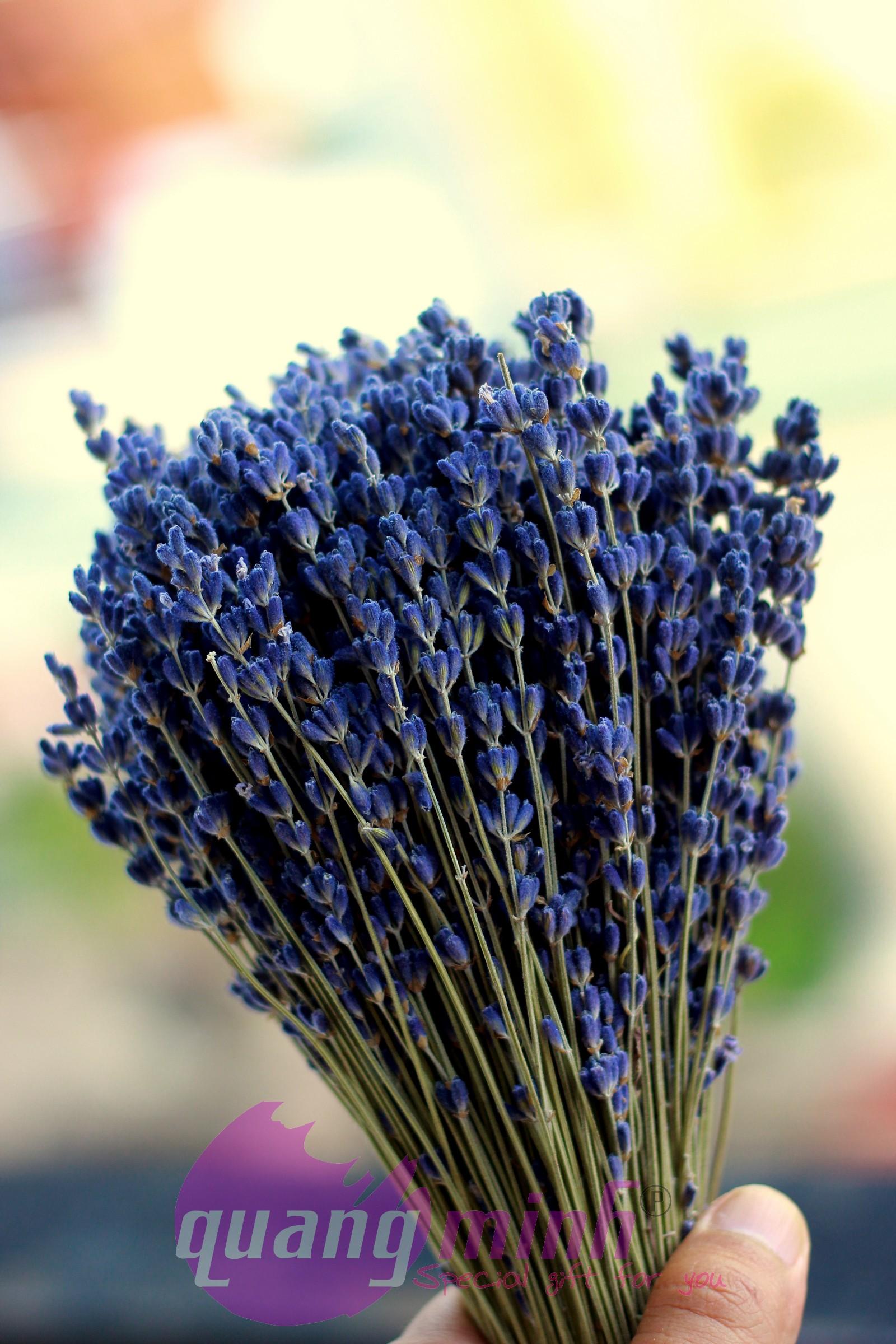 Bó hoa lavender khô thuần túy