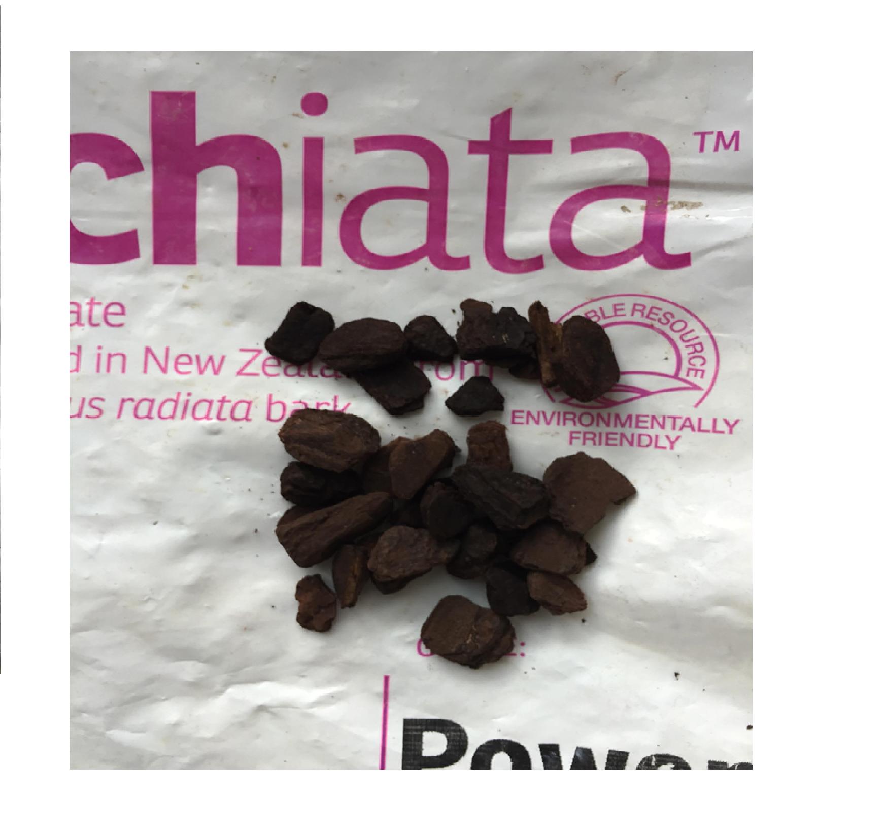 Vỏ Thông Orchiata size 6mm đến 9mm 1kg
