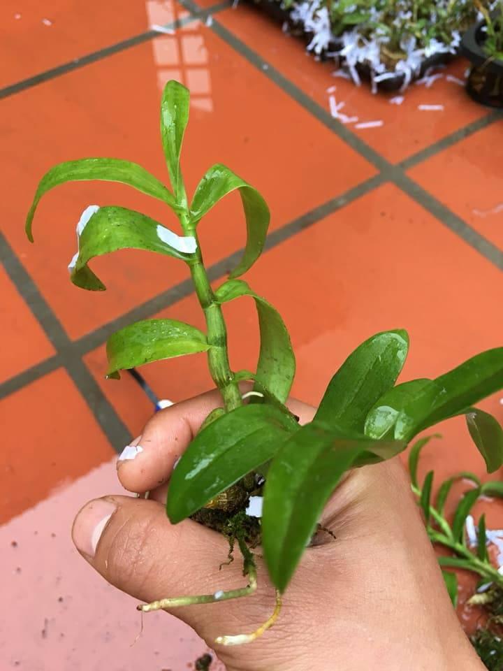 Trầm Hồng long giống