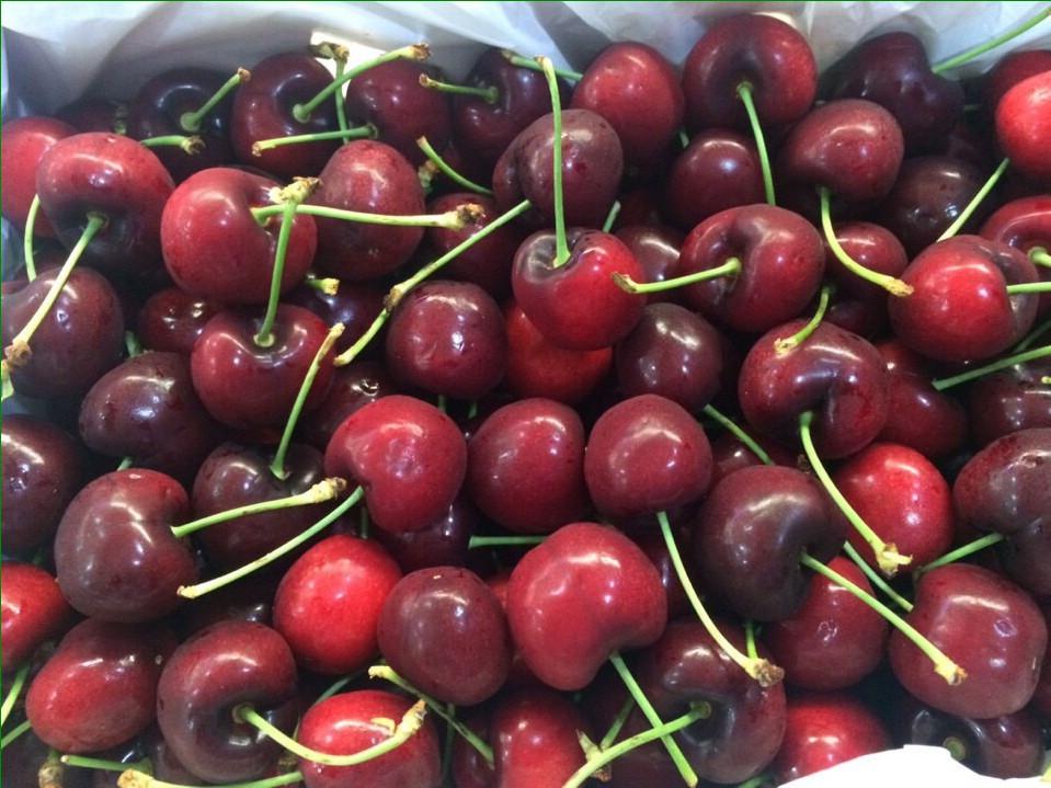 Hạt giống Cherry Mỹ F1 - Gói 0,5Gr
