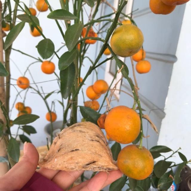 Hồng yến thô 50gr