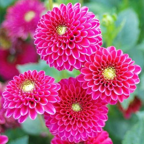 hạt giống hoa thược dược f1