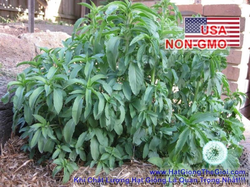 0.1Gr 260 Hạt Hạt Giống Bạc Hà Mint Lemon Trà Bạc Hà (B3.204| C26*W50*M001)