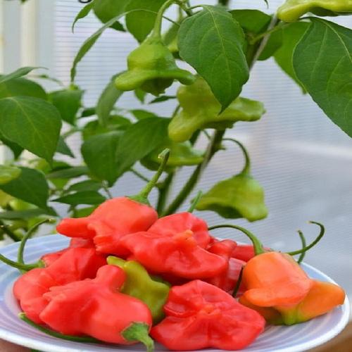 Gói 30 Hạt giống Ớt hoa Hồng (tặng gói kích nẩy mầm và hướng dẫn)