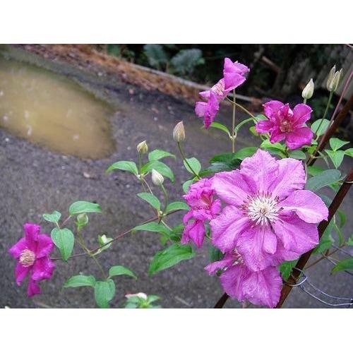 [HCM]hạt giống hoa ông lão f1