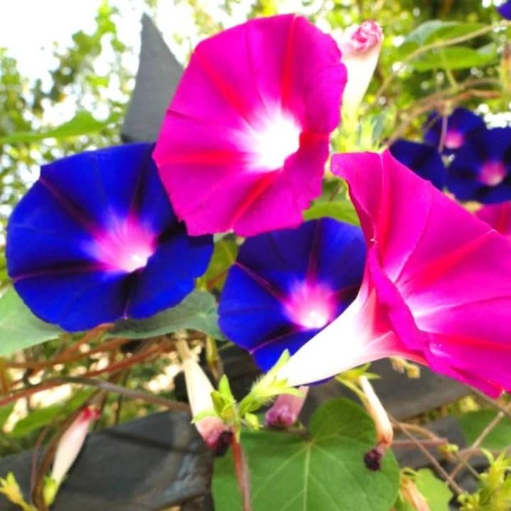 HG45- Hạt giống hoa triệu chuông thân leo 30 hạt