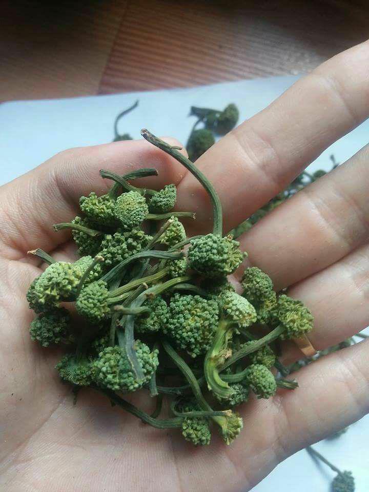Nụ hoa tam thất khô 500g
