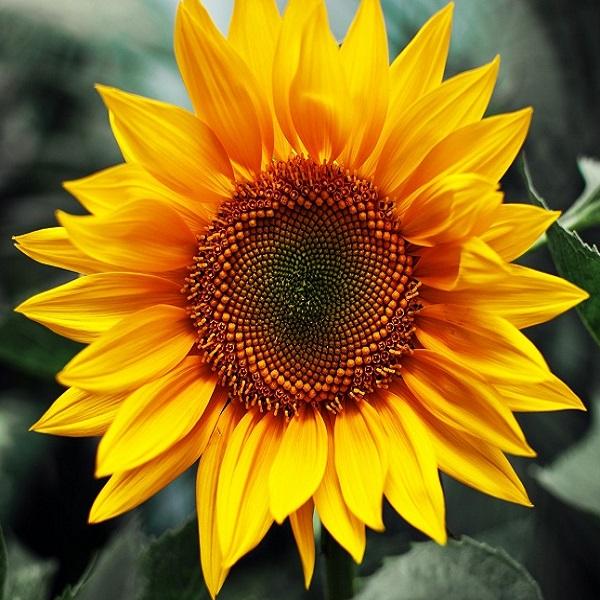 [HCM]Hạt giống hoa hướng dương cao sản - vàng