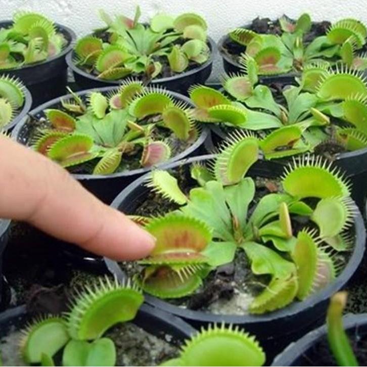 [Lấy mã giảm thêm 30%] Hạt giống cây bắt côn trùng (cây bẫy kẹp) (15 hạt)