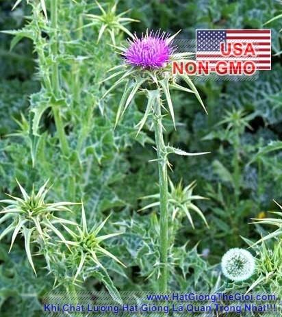 2GRAM 80.HẠT Hạt Giống Kế Sữa Gan Milk Thistle (KL| A4*X43*M228)