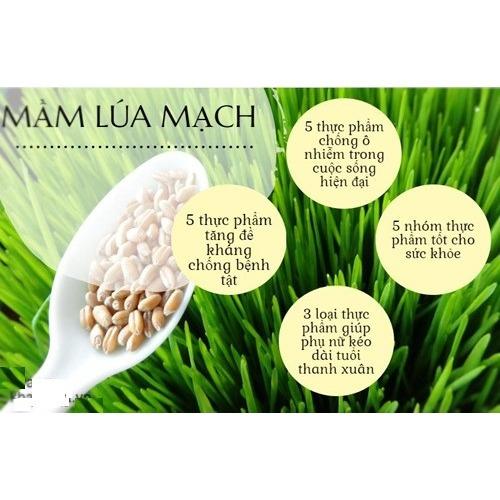 [HCM]BỘ  05 gói hạt giống Mầm Lúa Mạch  PN -100gram