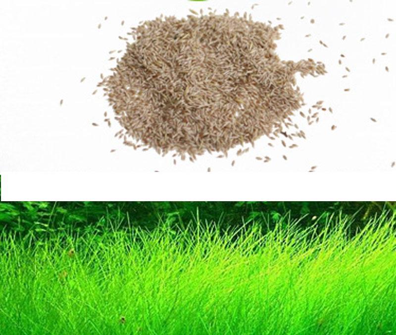 Hạt giống cây thủy sinh Ngưu Ma Chiên
