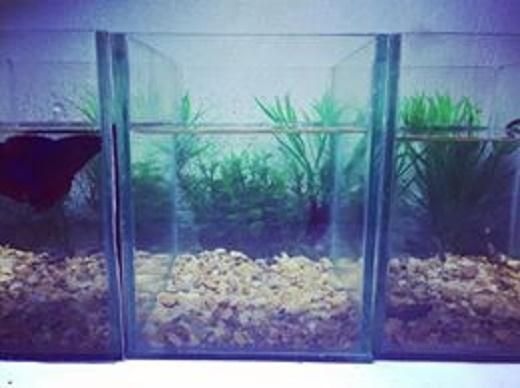 Bể cá betta mini( tặng sỏi nền + thức ăn betta)