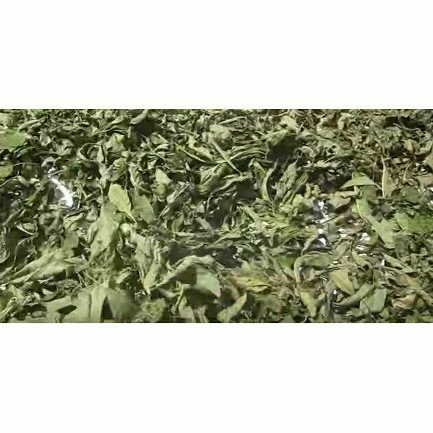 Lá đắng khô 100g