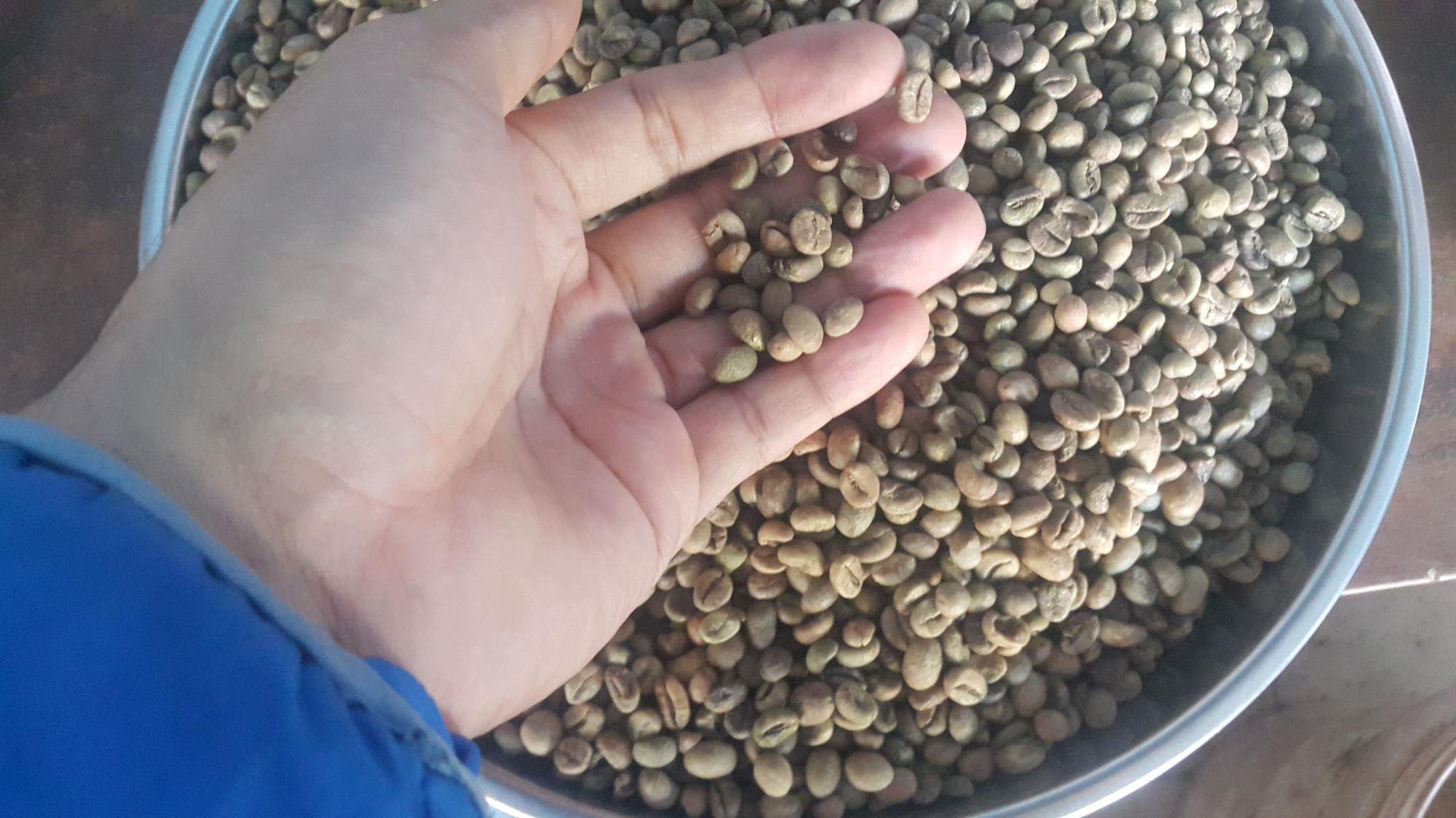 1kg hạt cà phê chưa rang robusta