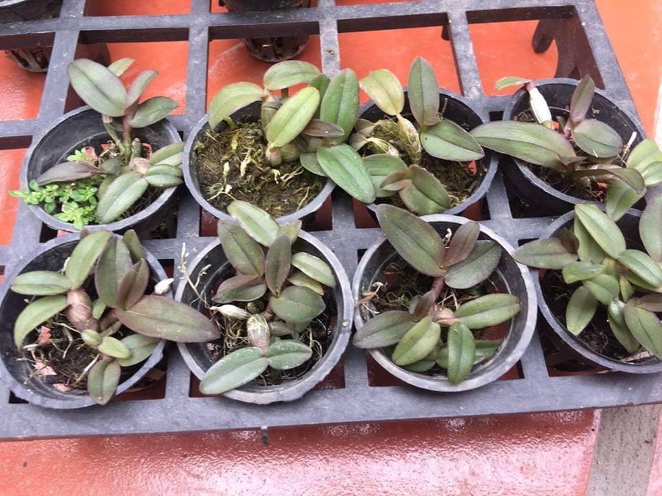 Lan Dã Hạc Châu Như Giống